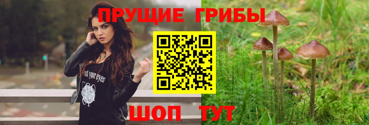 Галлюциногенные грибы Psilocybe Тосно